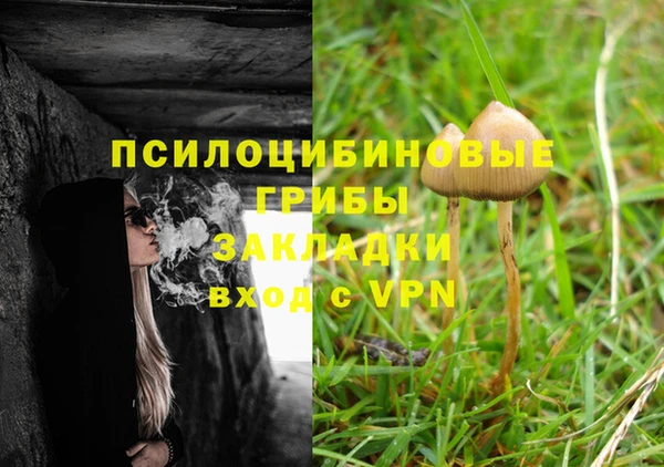 сатива Кукмор