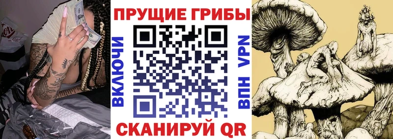 Галлюциногенные грибы Psilocybine cubensis  Купить где  Алушта 